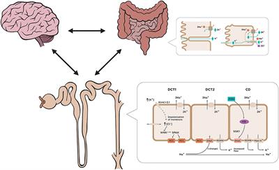 Management of Chronic Hyperkalemia in Patients With Chronic Kidney Disease: An Old Problem With News Options